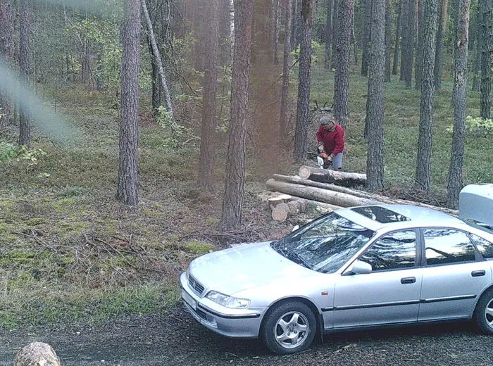 На территории Осовецкого лесничества фотоловушка помогла задержать похитителя древесины. фото